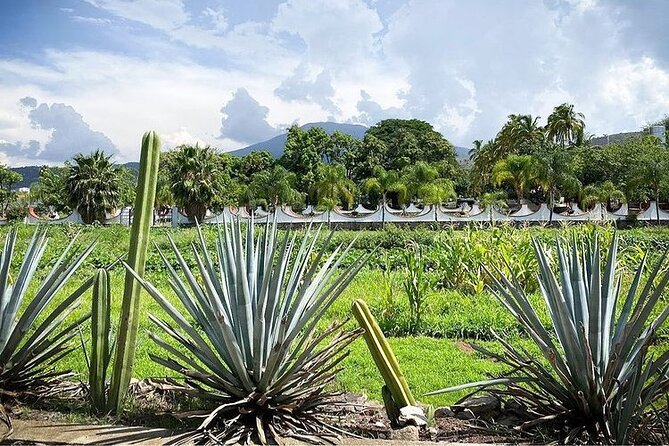 Private One Day Adventure Tour in Tequila and La Fortaleza Distillery - Pickup Information