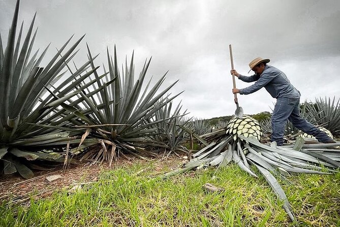 Private One Day Adventure Tour in Tequila and La Fortaleza Distillery - Participant Guidelines