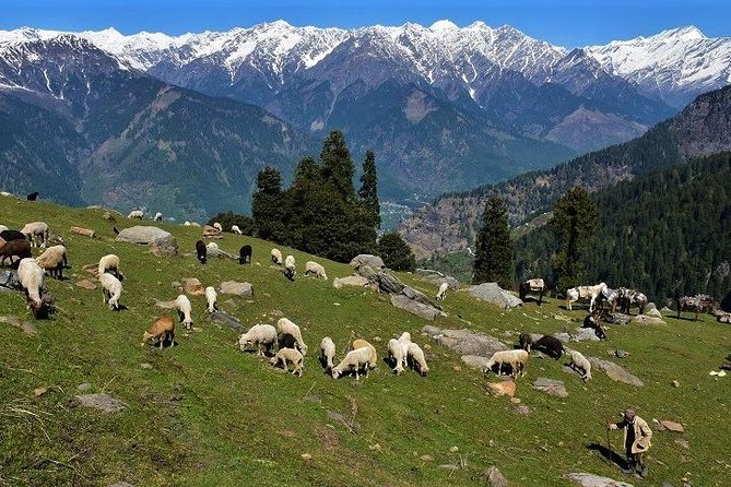 Private One Day Hiking Trip in Manali, Scenic Mountain Trail in Manali - Transportation and Meeting Point