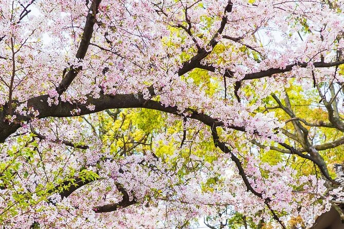 Private One Day Nikko Tour With Bilingual Driver - Weather Considerations