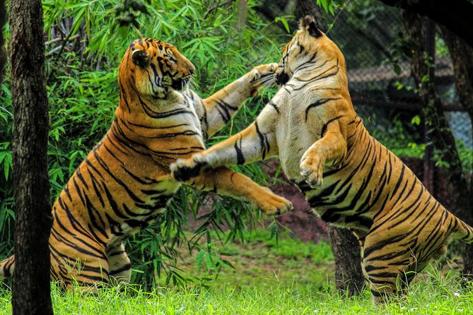 Private One Way Transfer Review: Pushkar to Ranthambore - Key Points