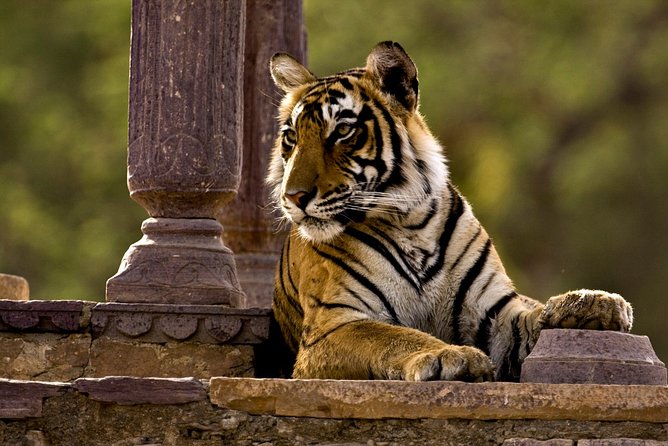 Private One Way Transfer Review: Pushkar to Ranthambore - Pickup and Drop-off