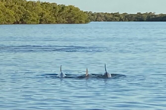 Private ONLY Dolphin Boat Tours - Comfortable Boat