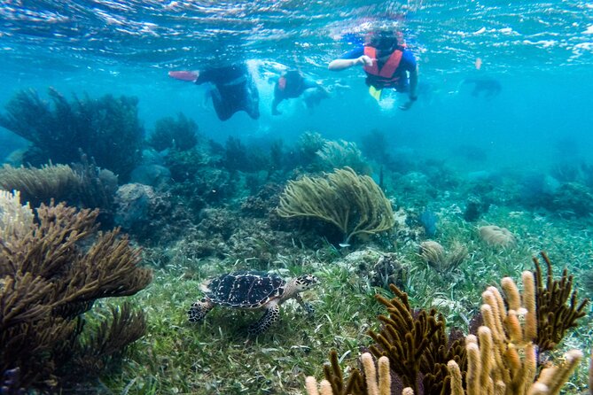 Private (Only You) Reef Snorkeling in Puerto Morelos 2x40 Minutes - Transportation and Pickup