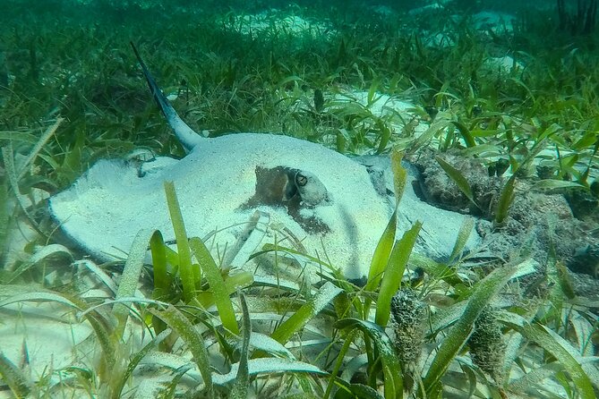 Private (Only You) Reef Snorkeling in Puerto Morelos 2x40 Minutes - Participant Details