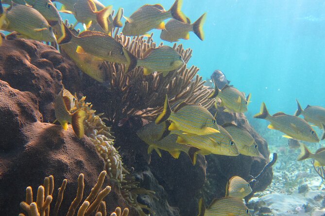 Private (Only You) Reef Snorkeling in Puerto Morelos 2x40 Minutes - Tour Rating and Pricing