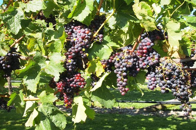 Private Onshore Cruise Tour. Explore Wine & Delights From Picton 1-5 Seats - Accessibility