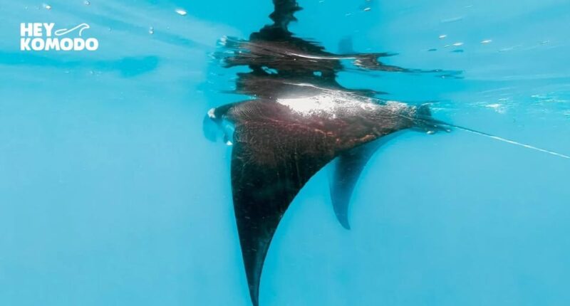 Private Or Sharing Snorkeling Tour Nusa Penida & West Tour - Land Attractions