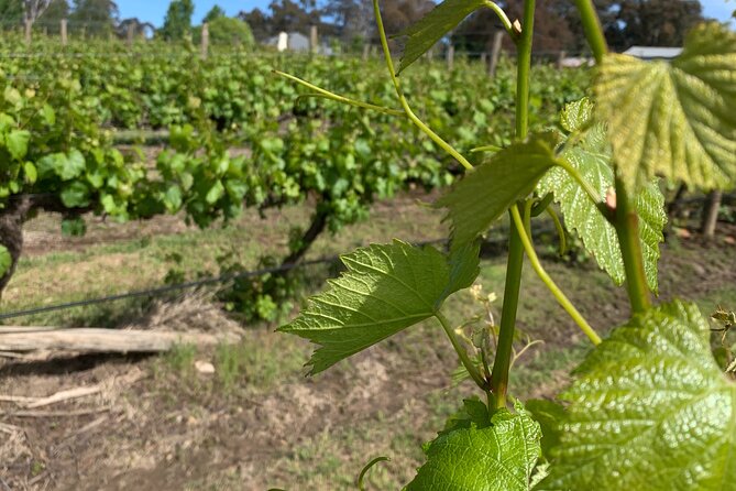 Private Orange Trike Wine Tasting Tour - Winery Visits