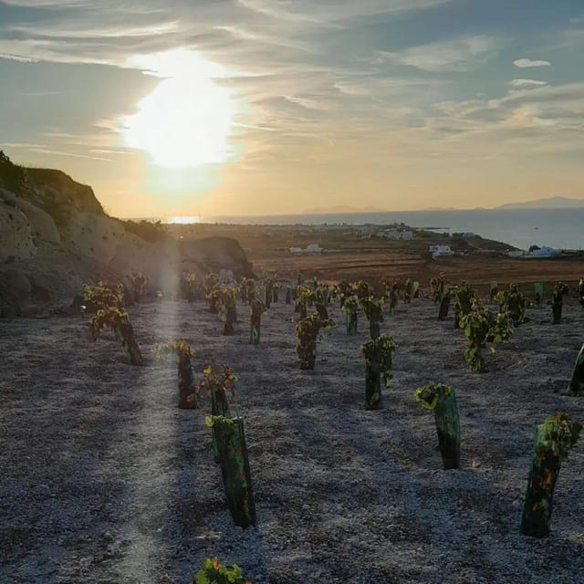 Private Organic Vineyard Visit With Liqueur Tasting - Accessibility and Meeting Point
