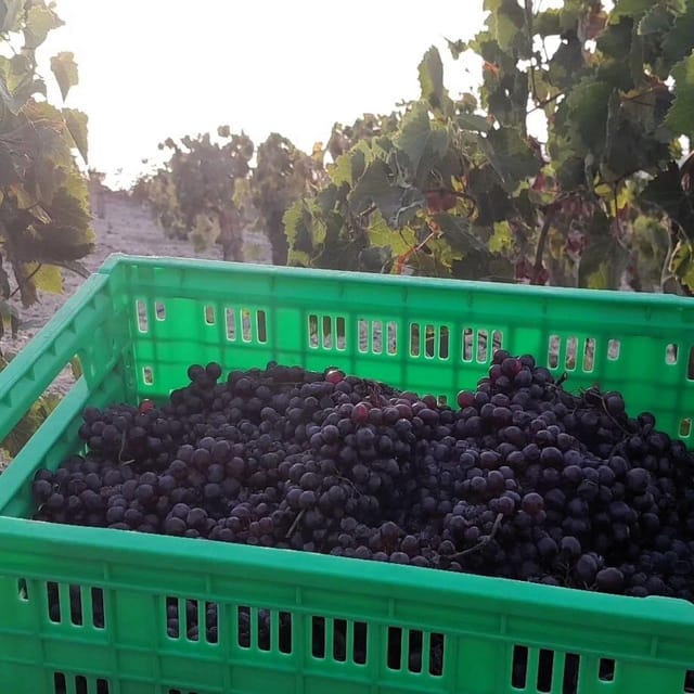 Private Organic Vineyard Visit With Liqueur Tasting - Additional Information