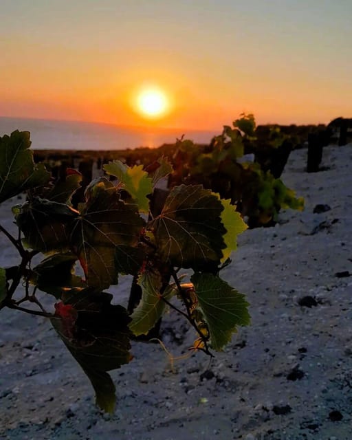 Private Organic Vineyard Visit With Liqueur Tasting - Recap