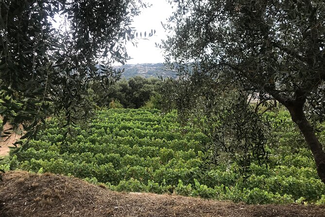 Private Organic Wine & Provence Food Tasting Tour (From Nice) - Unique Winery Experiences