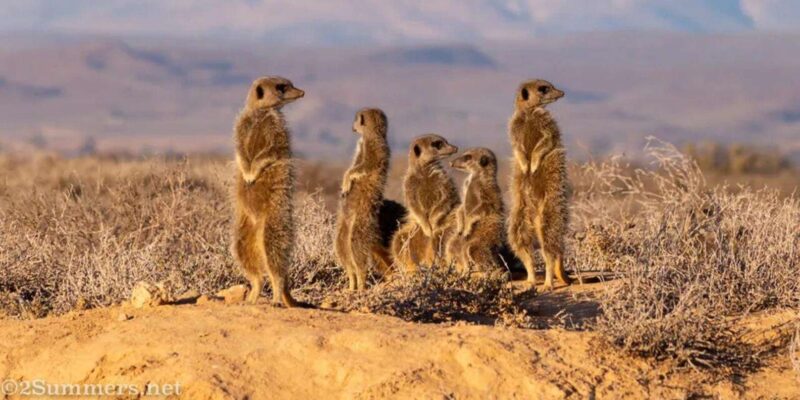 Private Oudtshoorn Full Day Tour - Tour Logistics and Requirements