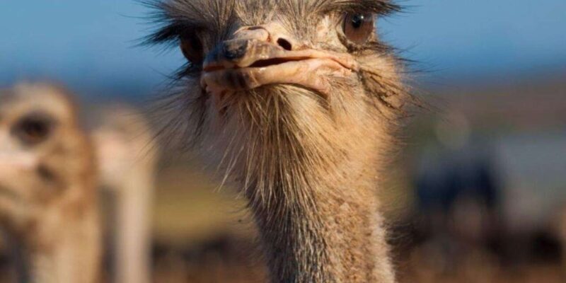 Private Oudtshoorn Full Day Tour - Visit Ostrich Farm and Interact