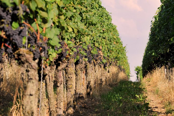 Private: Outdoor Escape Game Tuniberg: Eduardo & the Wine Secret - Pricing and Booking Details