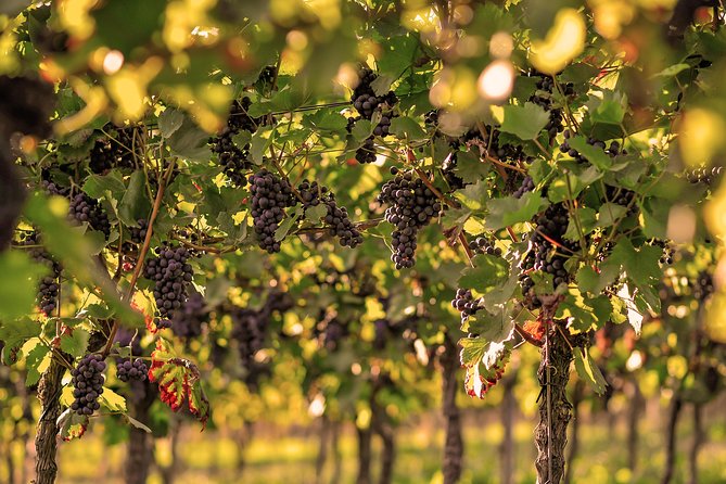 Private: Outdoor Escape Game Tuniberg: Eduardo & the Wine Secret - Exploring the Wine Barrel Puzzles