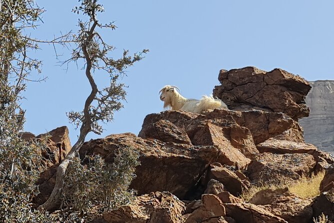 Private Overnight Jebel Shams Camping Tour - Accessibility and Participation