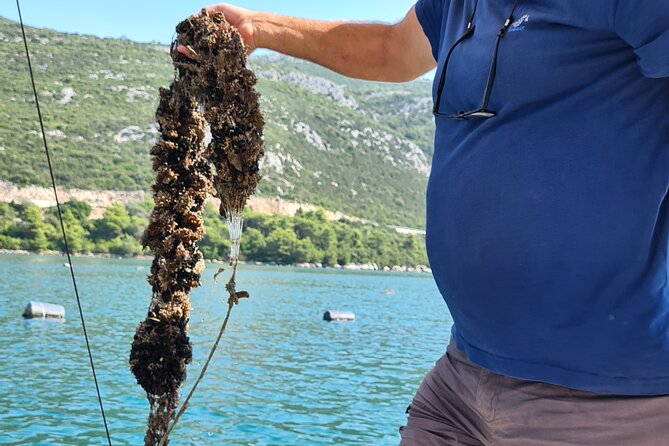 Private Oyster and Wine Tasting Day Trip Along Peljesac - Discovering Peljesac Wineries