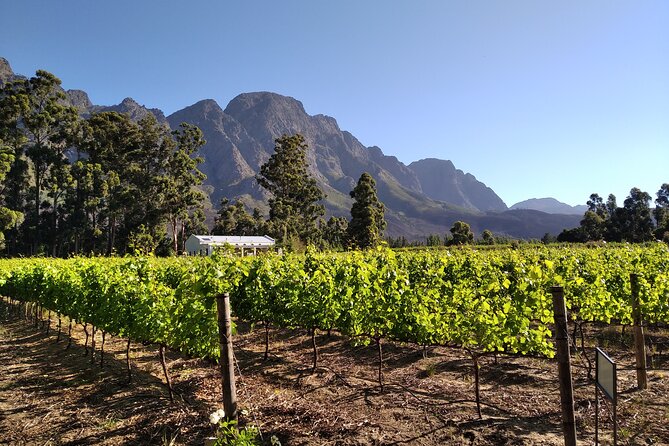Private Package to Finest Vineyards - Stellenbosch Pickup - Customizable Experience