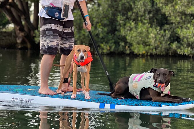 Private Paddle Boarding in Haleiwa With Rescue Dogs - Paddling Alongside the Rescue Dogs