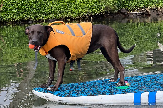 Private Paddle Boarding in Haleiwa With Rescue Dogs - Encountering Sea Turtles on the Water