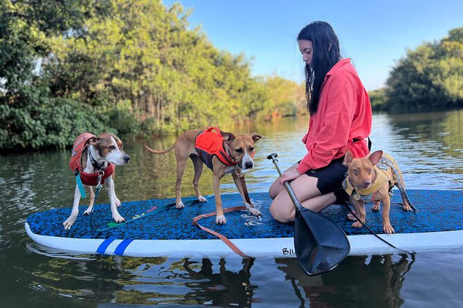 Private Paddle Boarding in Haleiwa With Rescue Dogs - Therapeutic Benefits of the Activity