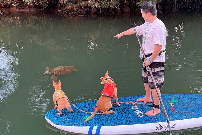 Private Paddle Boarding in Haleiwa With Rescue Dogs - Feedback From Satisfied Customers