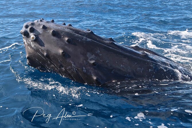 Private Paddleboard (Sup) Whale Watch! (All Skill Levels Welcome) - Meeting and End Point