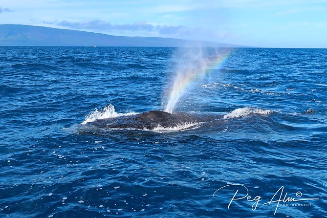 Private Paddleboard (Sup) Whale Watch! (All Skill Levels Welcome) - Booking Information