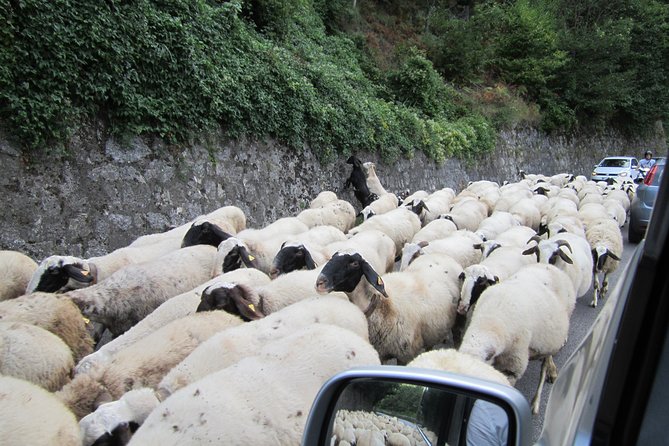 Private Paestum and Mozzarella Farm Tour - Convenient Pickup Locations