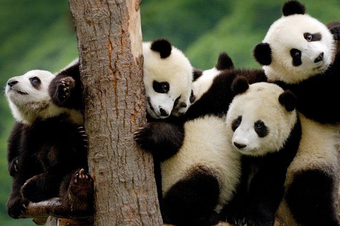 Private Panda Base and Leshan Buddha Day Tour From Chongqing - Booking Information