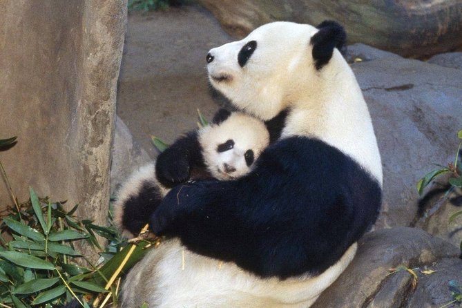 Private Panda Base and Leshan Buddha Day Tour From Chongqing - Tour Characteristics