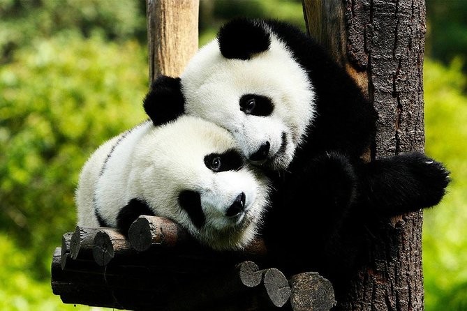 Private Panda Base and Leshan Buddha Day Tour From Chongqing - Panda Base Experience