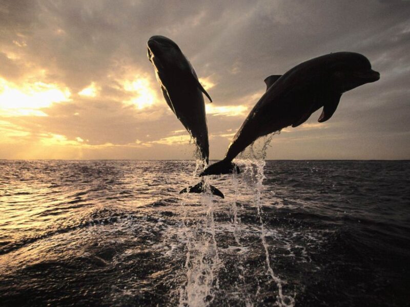 Private Panorama With Snorkeling and Dolphins Tour in Poreč - Boat Specifications