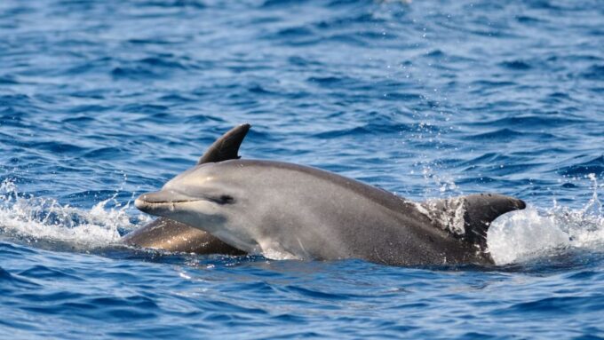 Private Panorama With Snorkeling and Dolphins Tour in Poreč - Witnessing Dolphins in Nature