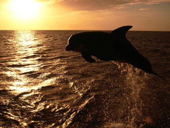 Private Panorama With Snorkeling and Dolphins Tour in Poreč - Frequently Asked Questions