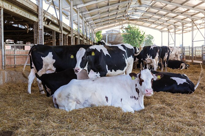 Private Parmigiano Balsamic Parma Ham and Wine Tasting Tour - Tour Logistics and Meeting Point