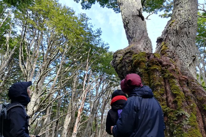 Private Patagonian Forest Hike in Punta Arenas: 4 Hour - Scenic Highlights