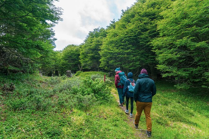 Private Patagonian Forest Hike in Punta Arenas: 4 Hour - Booking and Cancellation Policy