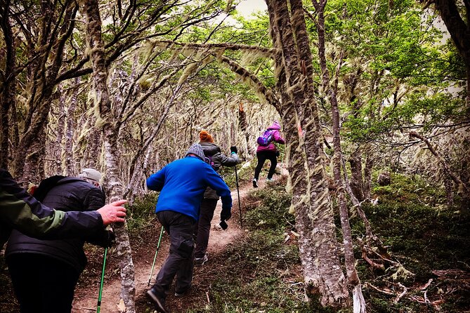 Private Patagonian Forest Hike in Punta Arenas: 8 Hour - Key Points