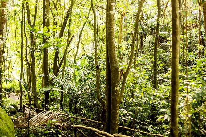 Private Petit Piton View Trail at Fond Doux - Exploring the Petit Piton View