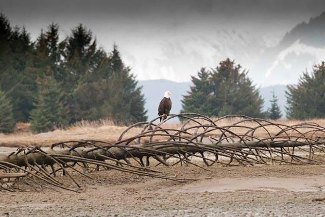 Private Photography Tour Haines Departure - Professional Photographer/Guide