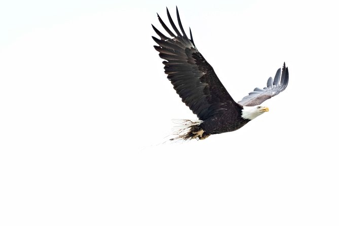 Private Photography Tour to Haines - Skagway Departure - Wildlife Sightings