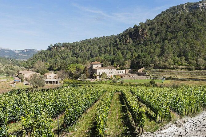 Private Picnic Experience With Winery Tour & Tasting in Mallorca - Scenic Winery Exploration