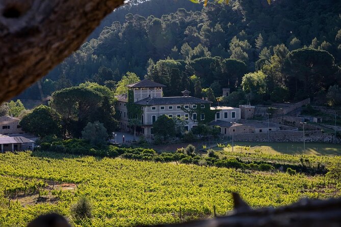 Private Picnic Experience With Winery Tour & Tasting in Mallorca - Accessibility and Restrictions
