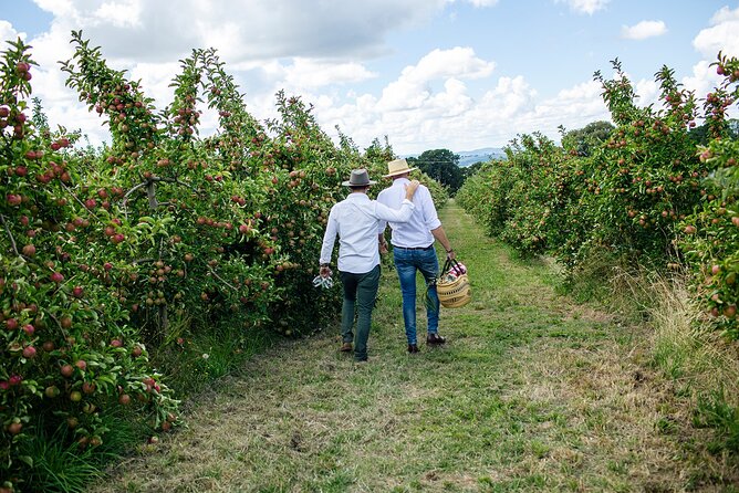 Private Picnic Lunch Experience in Orange With Wine - Wine Tasting Included
