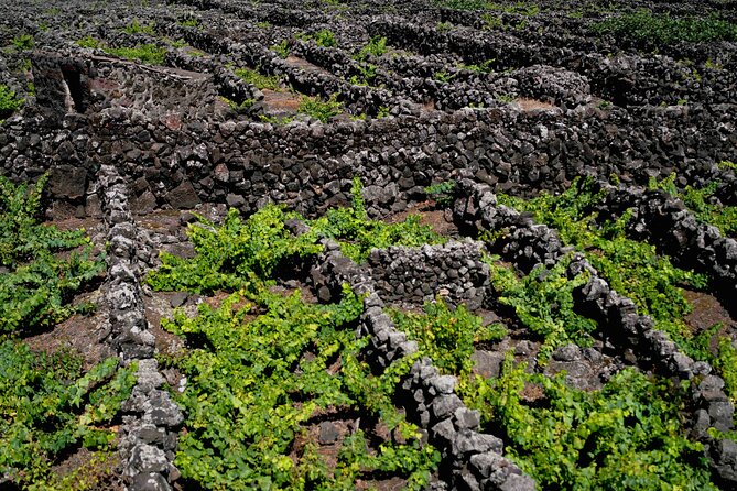 Private Pico Wine Tour (Half Day) - Additional Information
