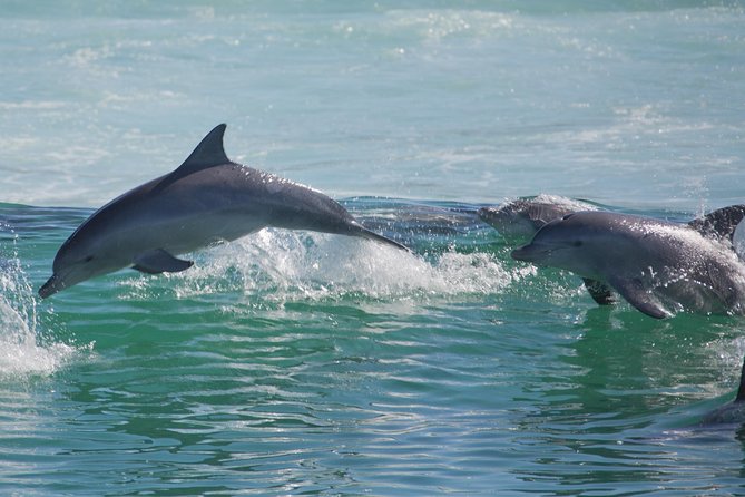 Private Port Stephens Day Trip From Sydney Incl Dolphin Cruise - Booking and Cancellation Policies
