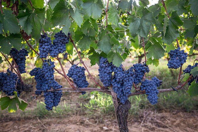 Private Premium Brunello Wine Tasting Tour & Food Pairing - Scenic Beauty of the Vineyard